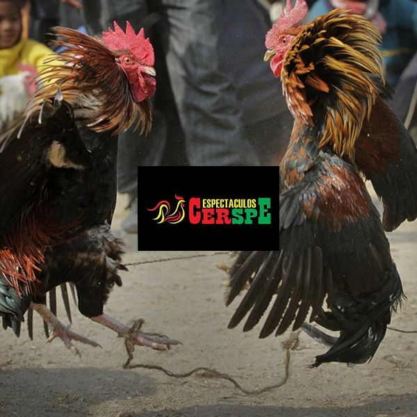 cerspe
